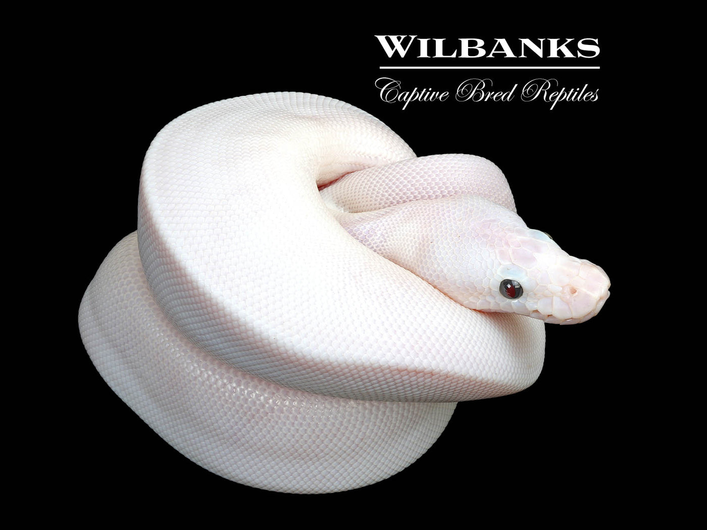 Super Fire Ball Python ♀ '25