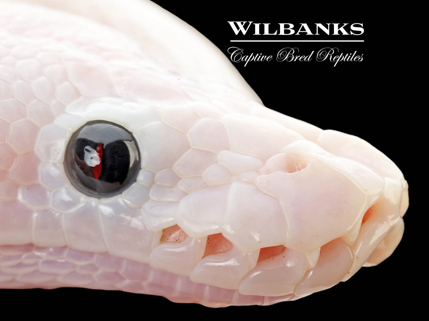 Super Fire Ball Python ♀ '25