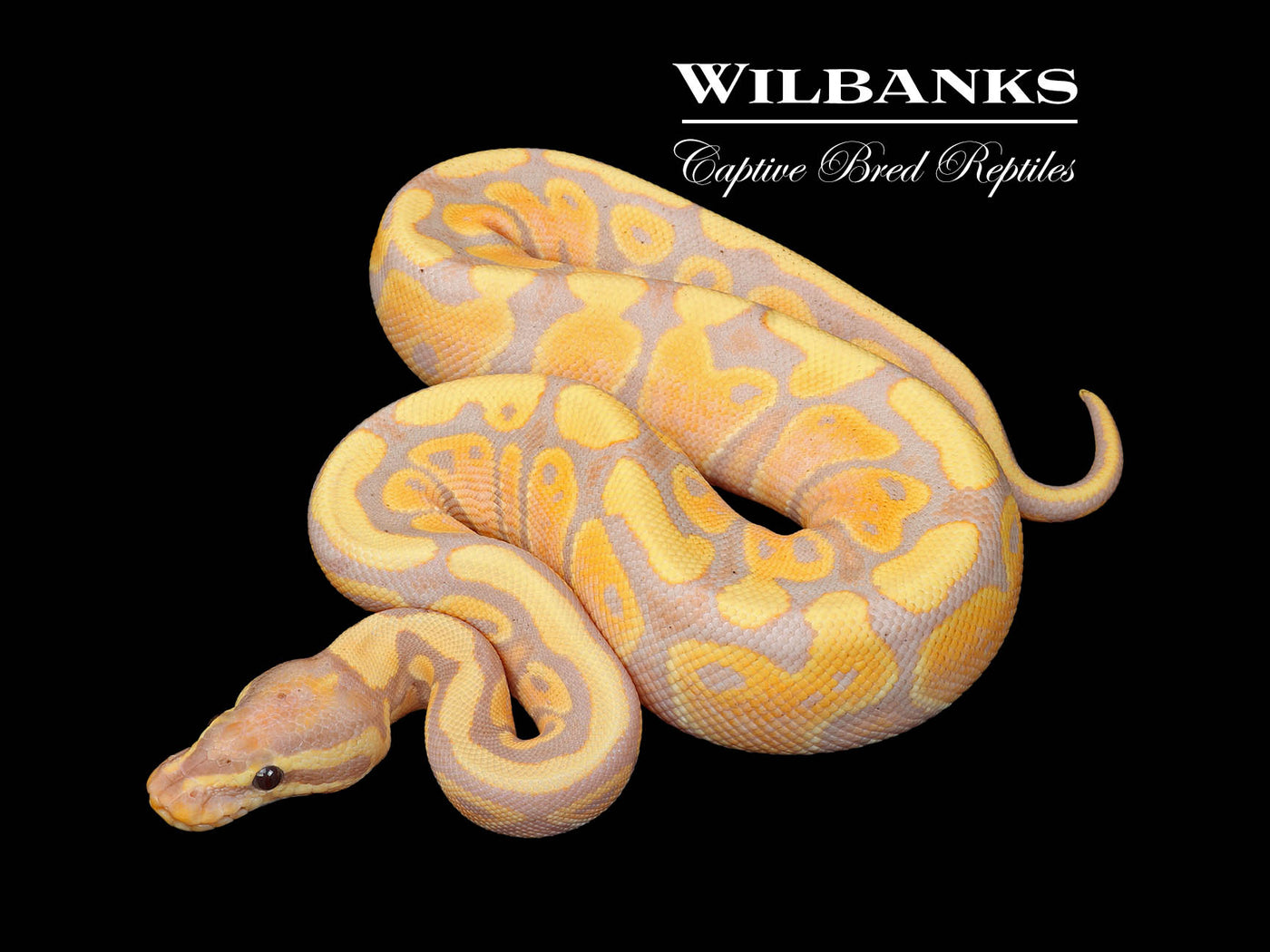 Banana 100% Het. Clown Ball Python ♀ '25