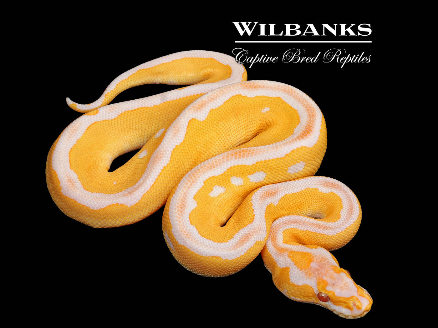 Lavender Leopard Clown Grail Ball Python ♂ '25
