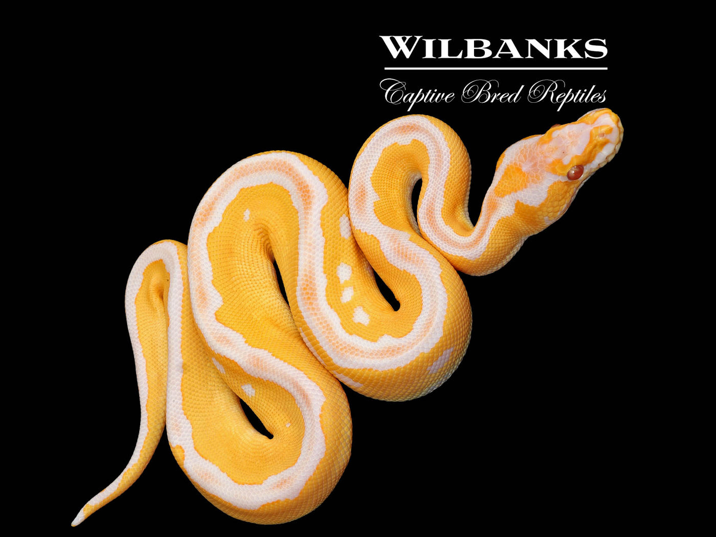 Lavender Leopard Clown Grail Ball Python ♂ '25