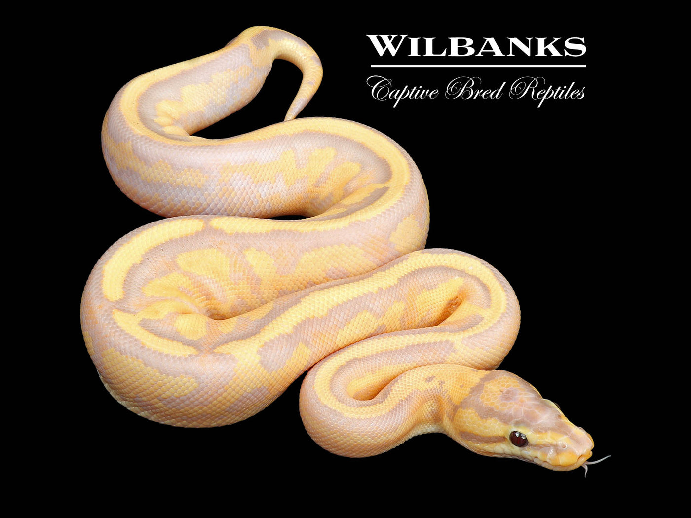 Banana Super Stripe Ball Python ♂ '24