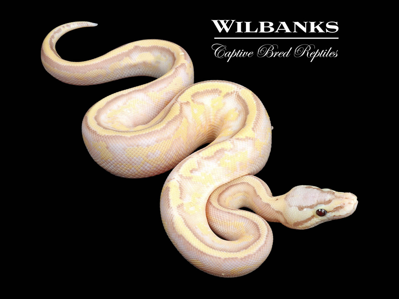 Banana Pastel Super Stripe Ball Python ♂ '24