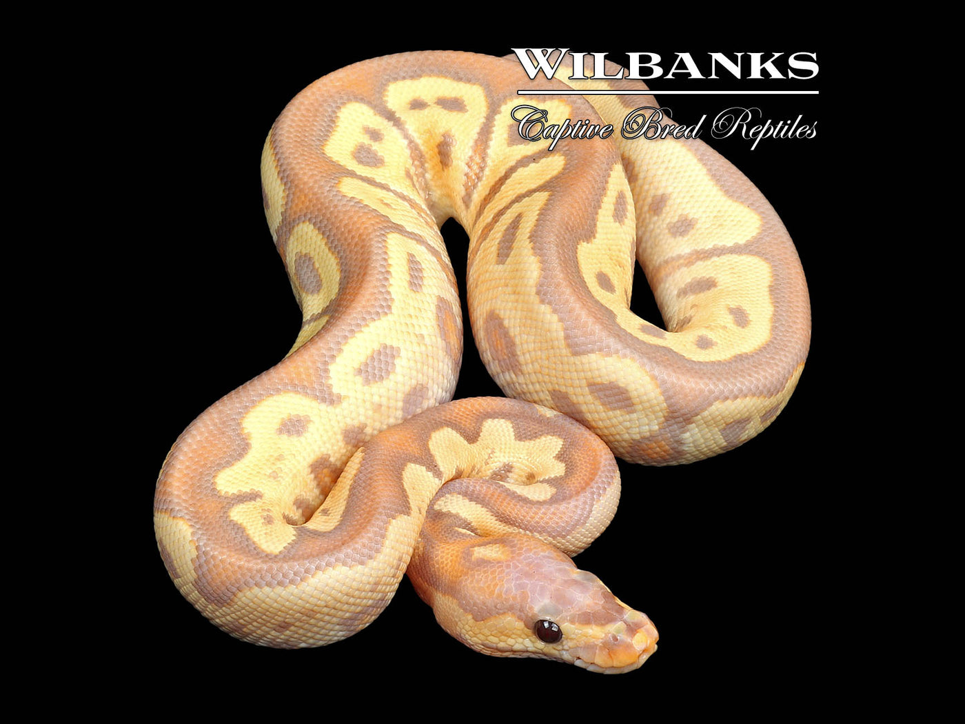 Banana Clown Ball Python ♂ '24