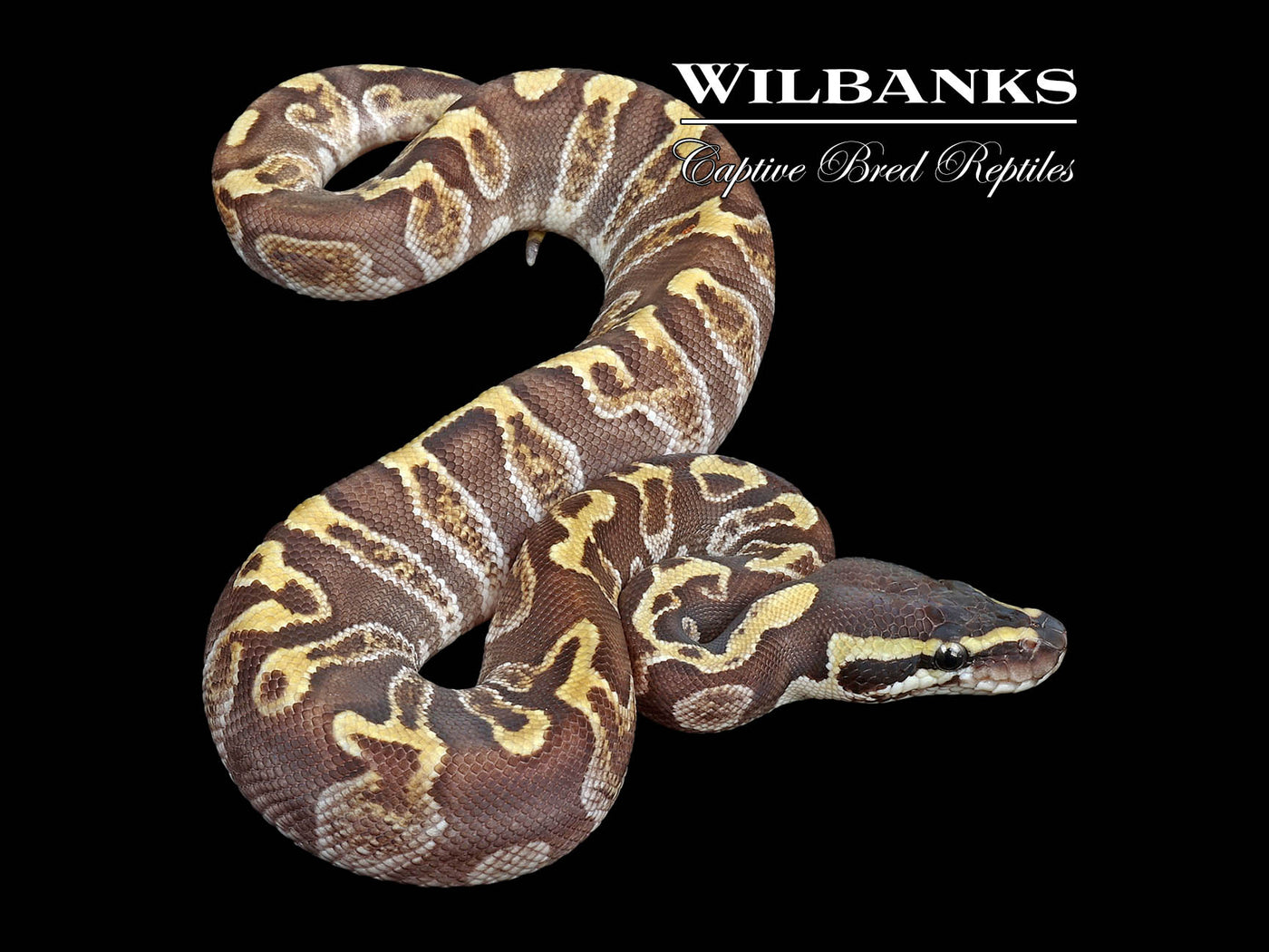 Mojave GHI Fire Enchi Ball Python ♂ '24