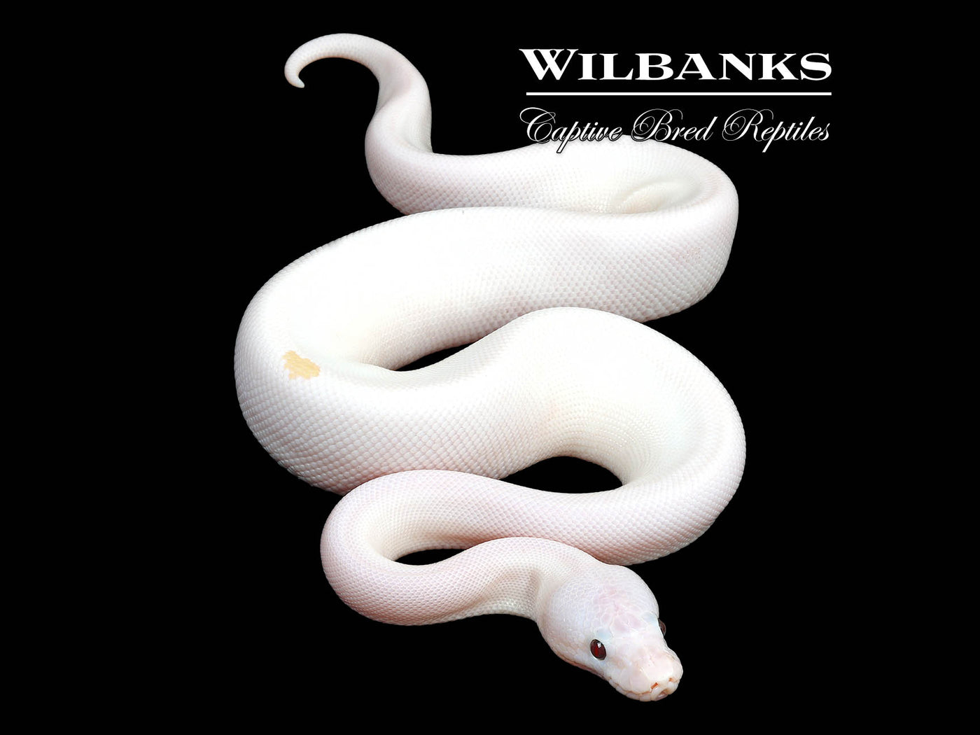 Banana Super Fire Ball Python ♂ '24