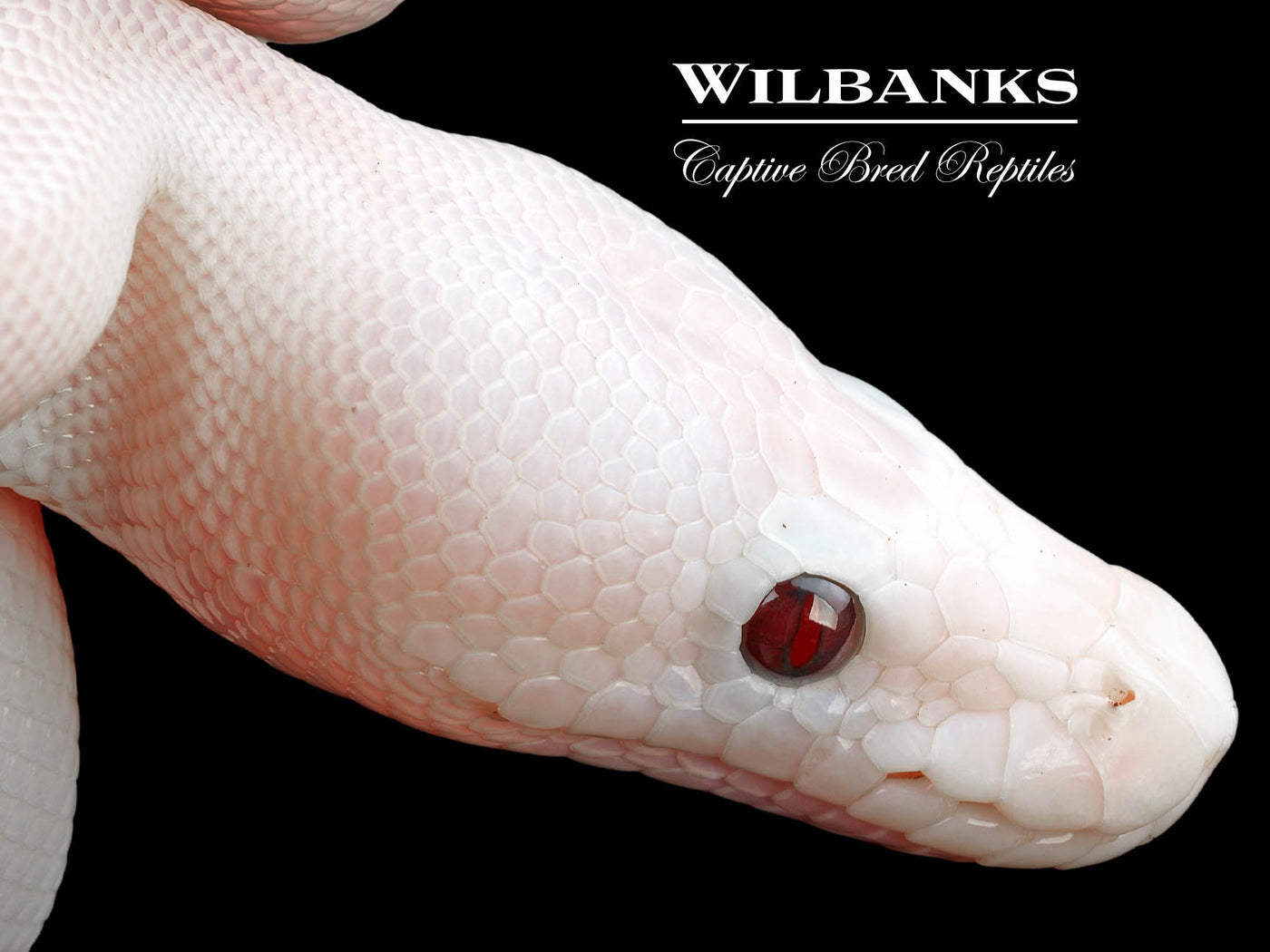 Banana Super Fire Ball Python ♂ '24