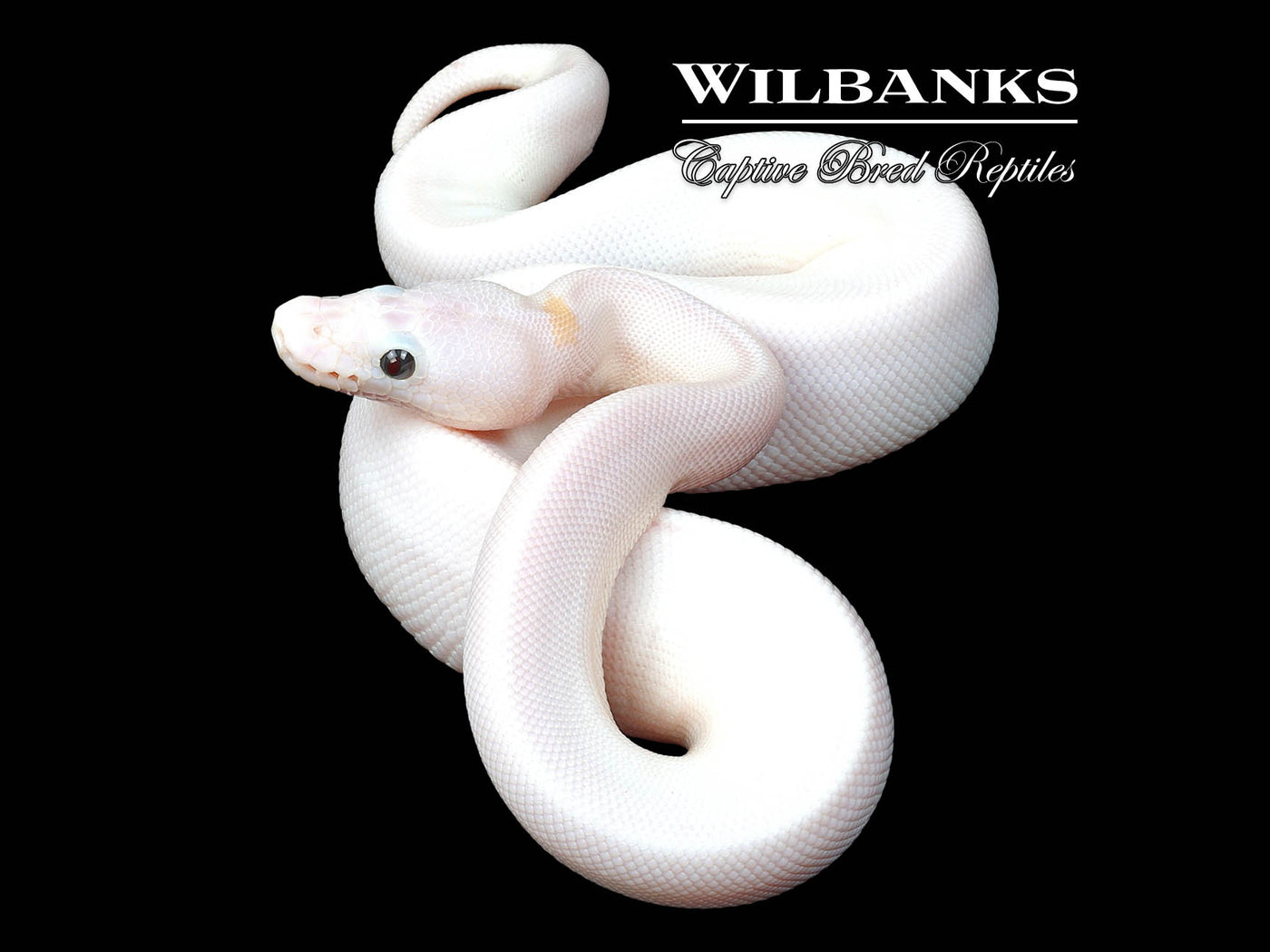 Super Fire Ball Python ♀ '24