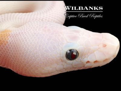 Super Fire Ball Python ♀ '24