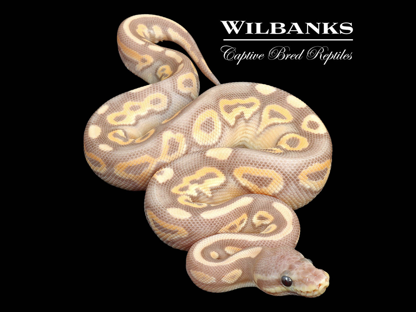 Banana Mojave Cinnamon Ball Python ♂ '24