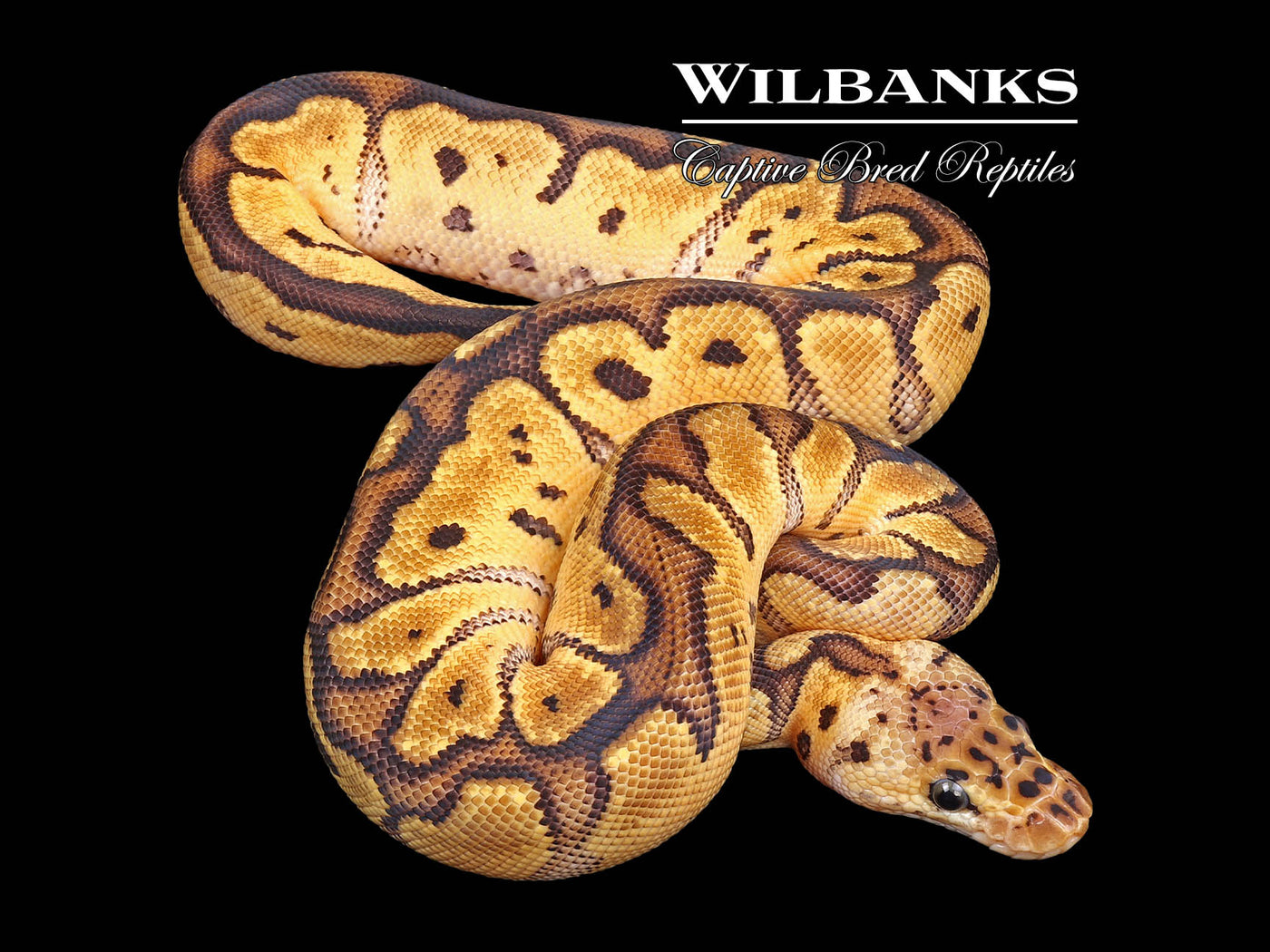 Pastel Clown Ball Python ♀ '24