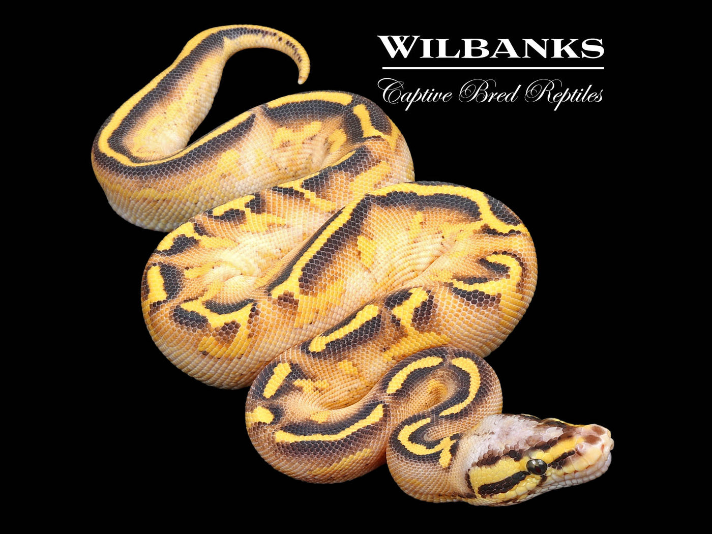 Pastel Freeway Orange Dream Ball Python ♀ '24