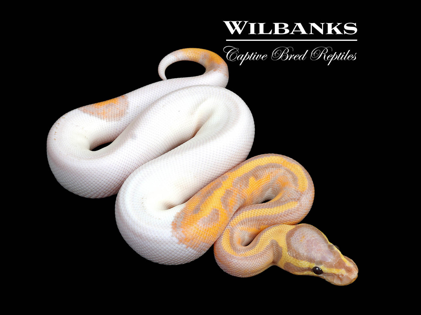 Banana Pied Ball Python ♂ '25