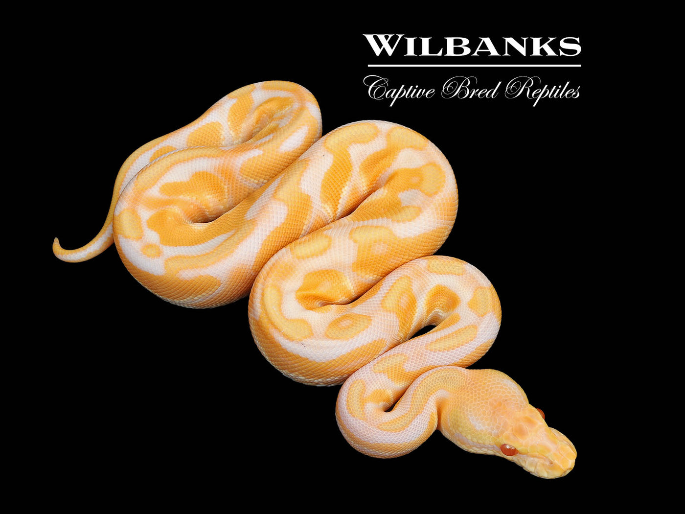 Albino Leopard Cinnamon Enchi Ball Python ♂ '25