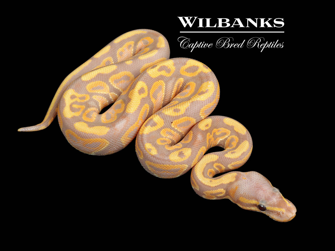 Banana Mahogany Ball Python ♀ '25