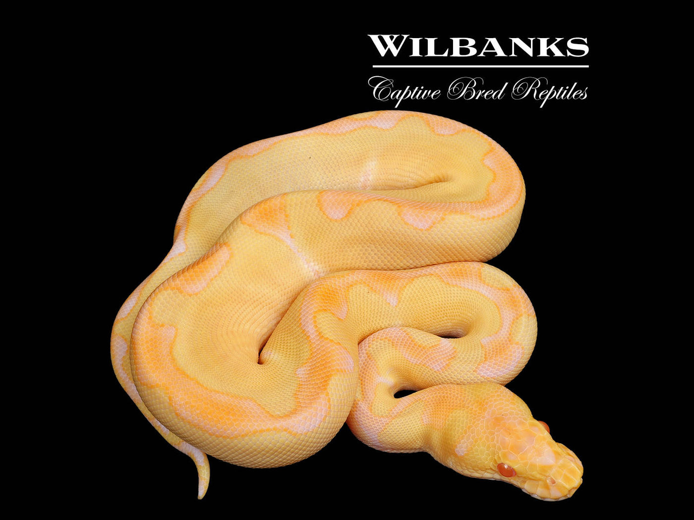 Albino Enchi Clown Ball Python ♀ '25