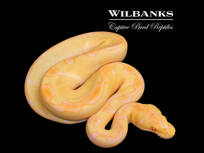 Albino Enchi Clown Ball Python ♀ '25