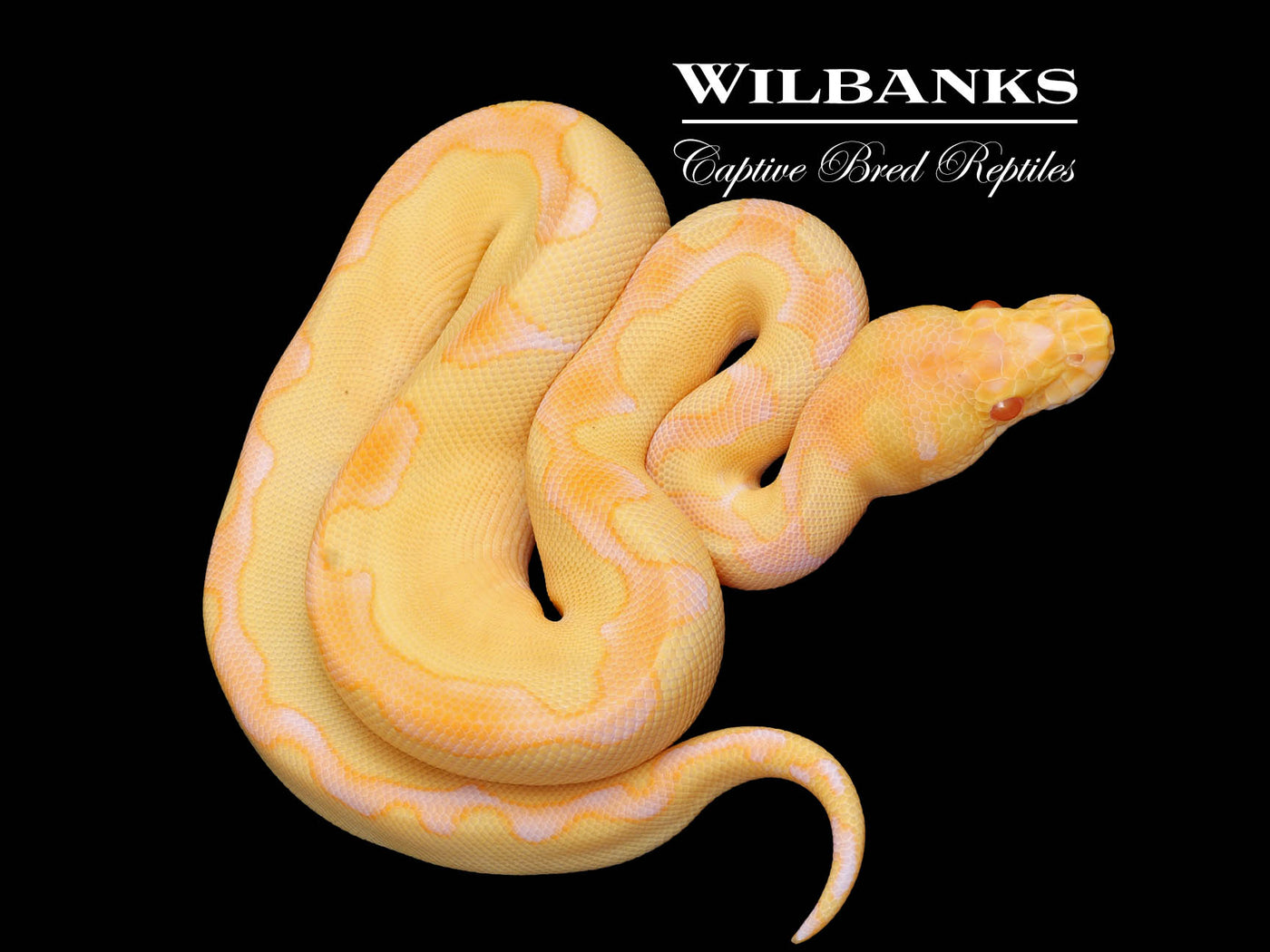 Albino Enchi Clown Ball Python ♀ '25