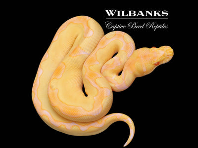 Albino Enchi Clown Ball Python ♀ '25