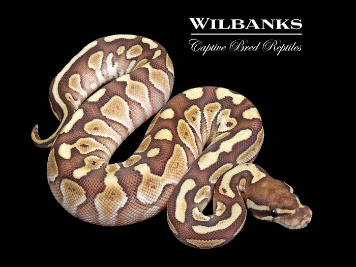 Butter Ball Python ♀ '26
