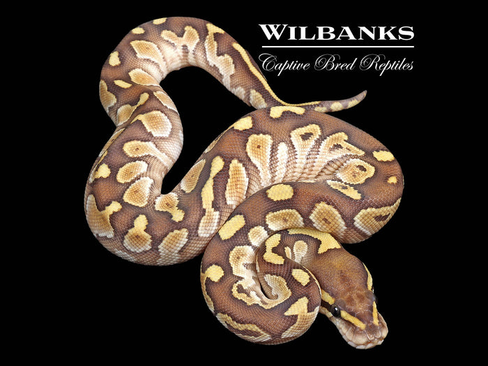Butter Ball Python ♀ '26