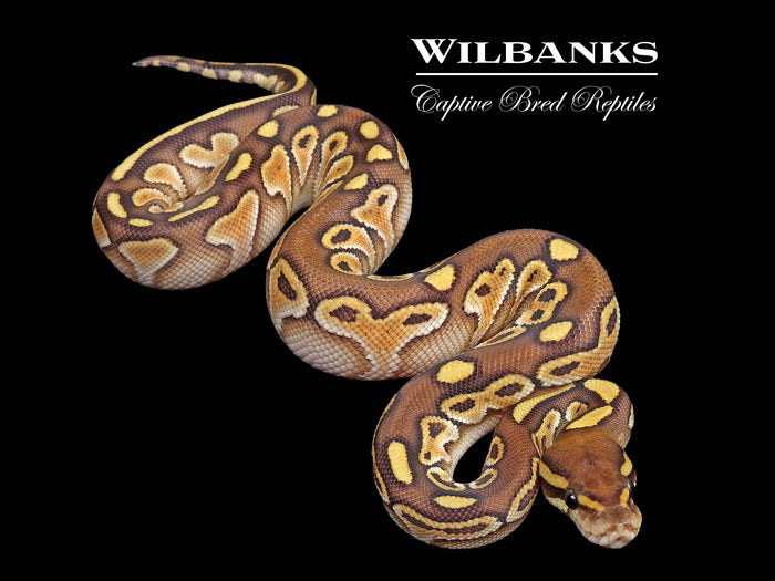 Butter Ball Python ♀ '26