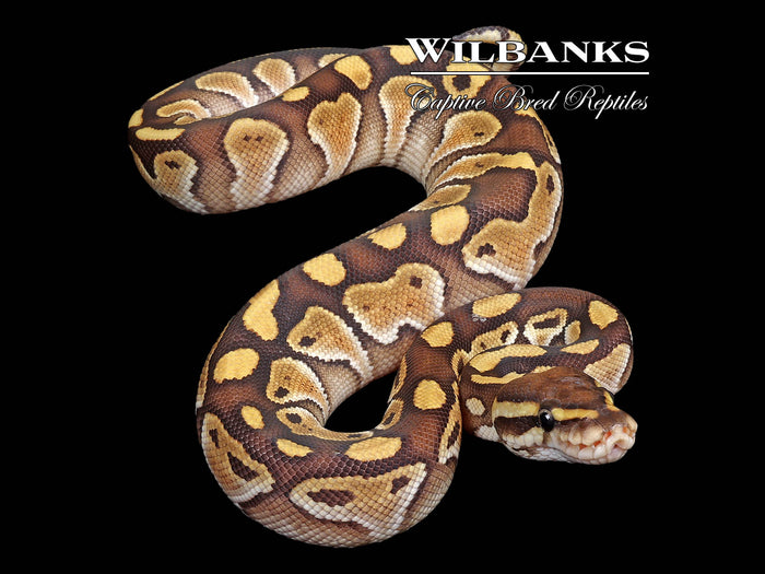 Butter Ball Python ♀ '26