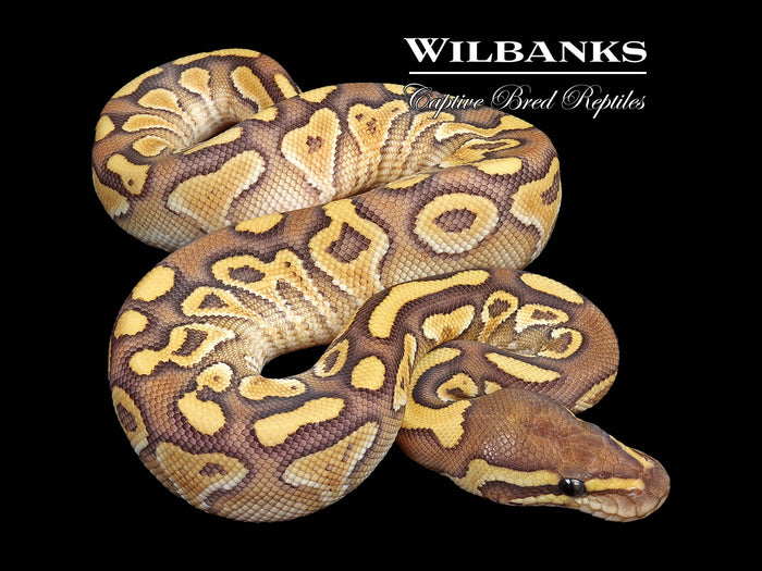 Butter Yellow Belly Ball Python ♀ '26