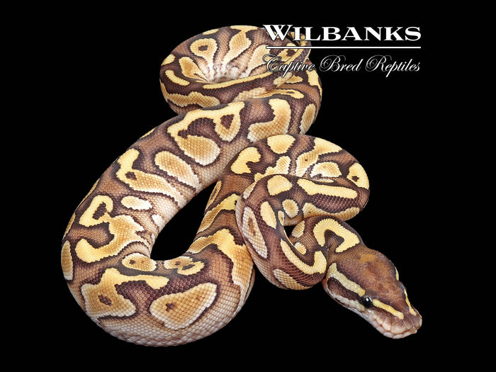 Butter Yellow Belly Ball Python ♀ '26
