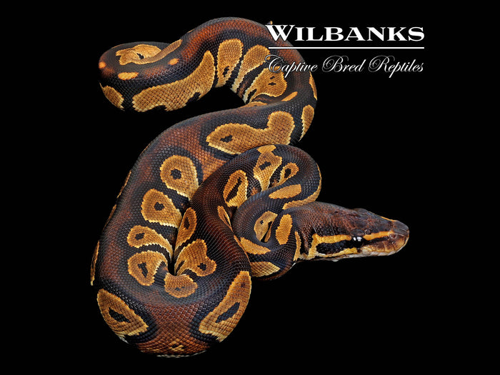 Blackhead 100% Het. Lavender Albino Ball Python ♀ '26