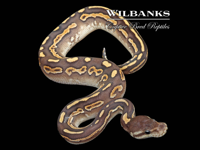 Cinnamon Mojave Yellow Belly Ball Python ♂ '26