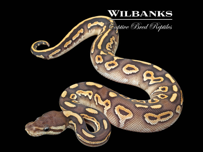 Cinnamon Mojave Yellow Belly Ball Python ♀ '26