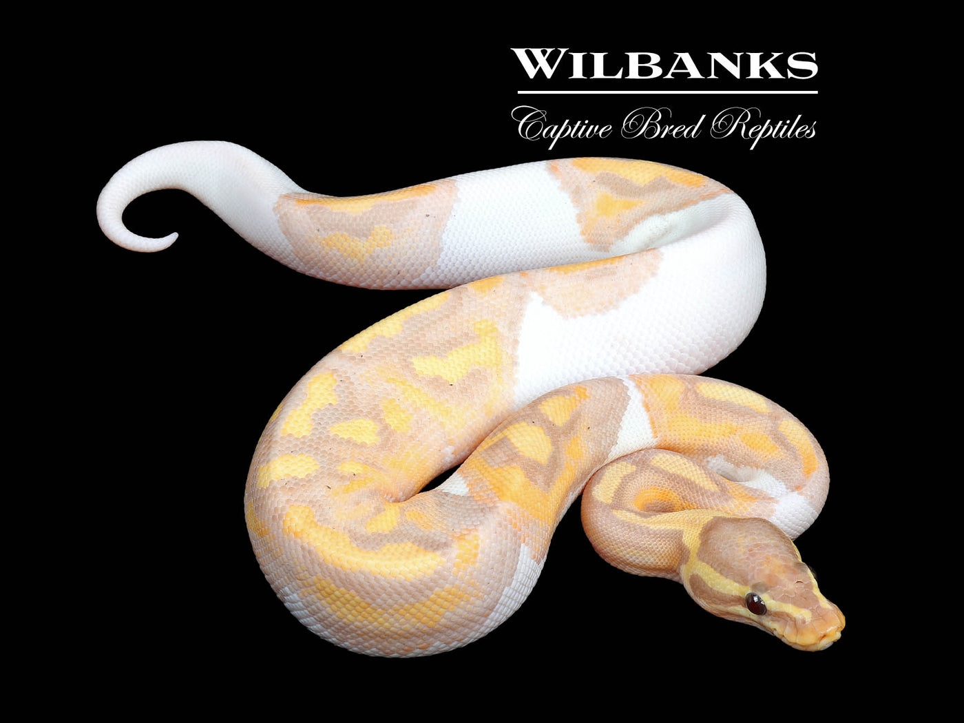 Banana Pied Ball Python ♂ '24