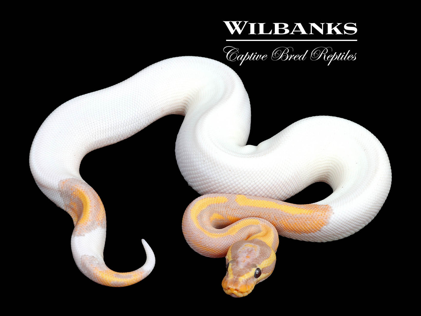 Banana Pied Ball Python ♂ '24