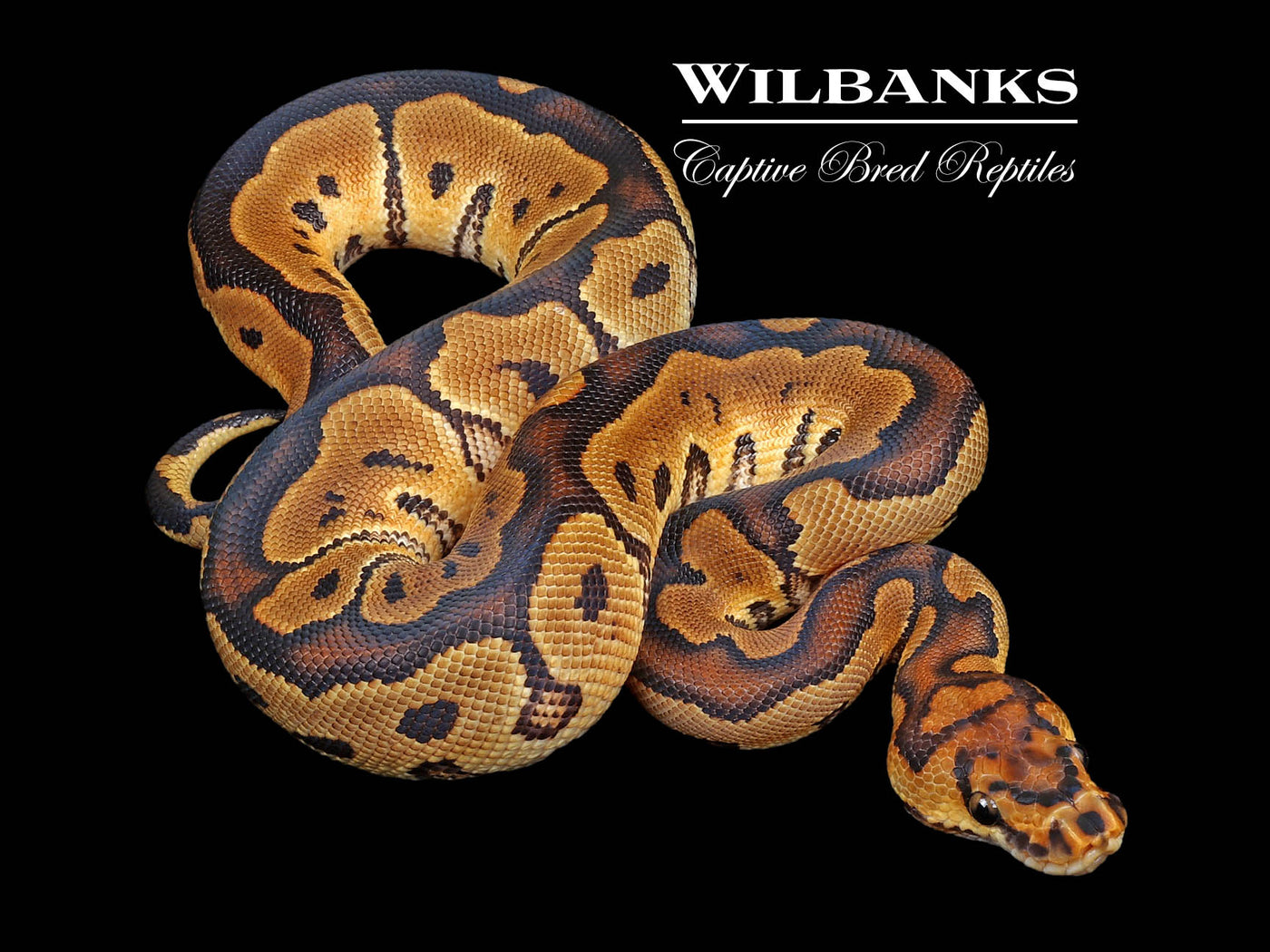 Clown Ball Python ♂ '24