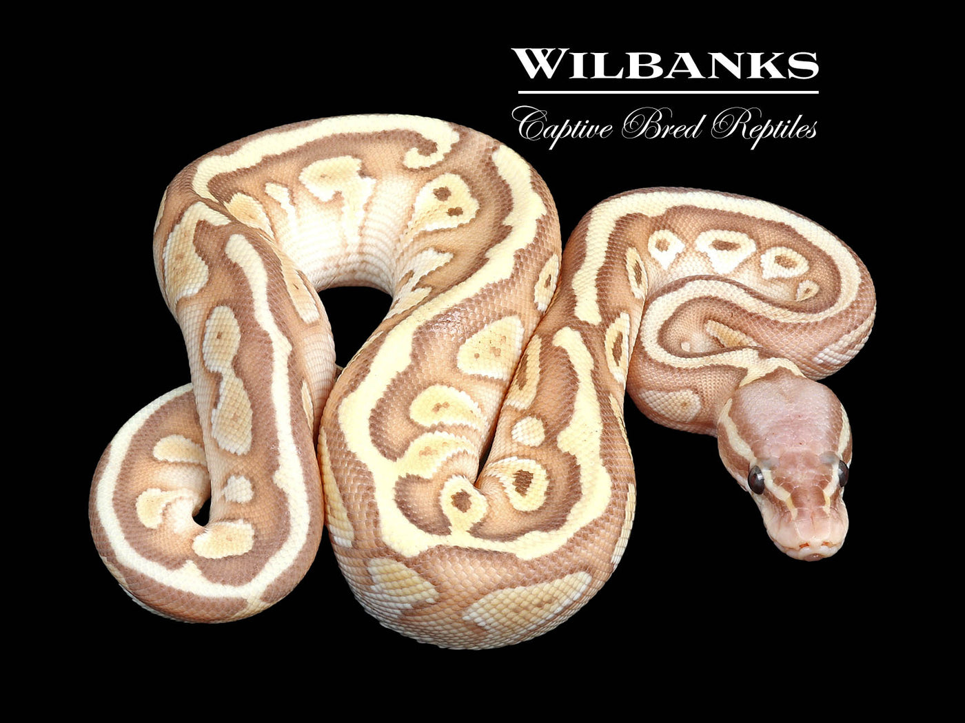 Banana Pastel Butter Ball Python ♀ '24