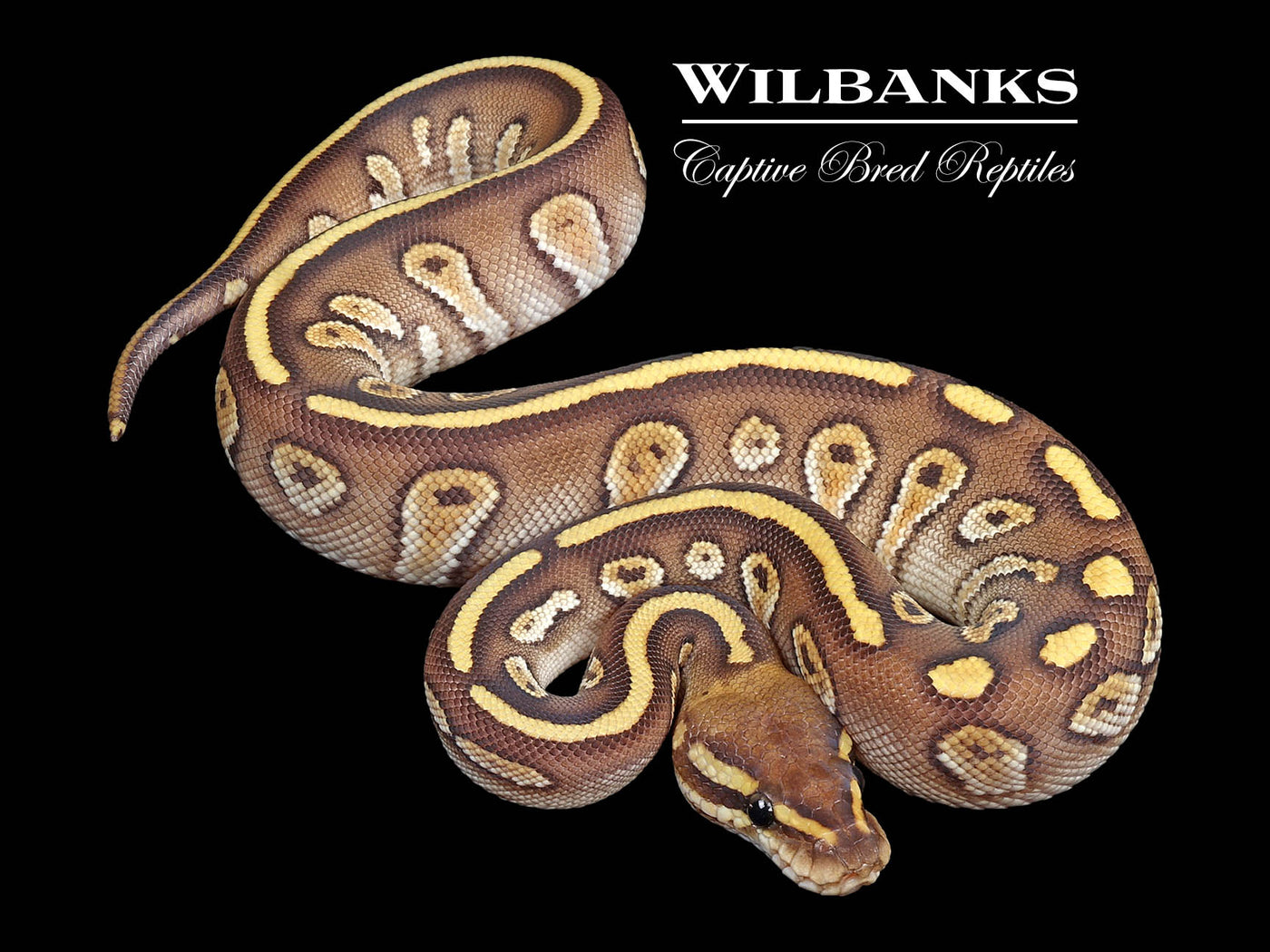 Stranger Butter Ball Python ♀ '24