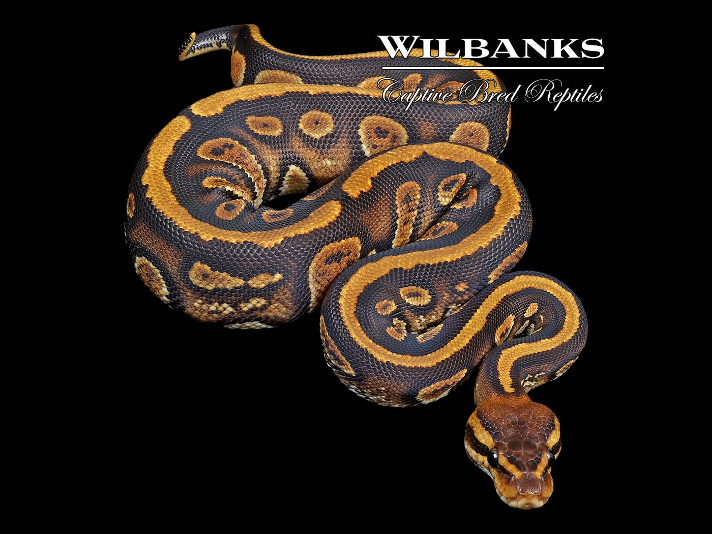 Stranger Ball Python ♀ '24