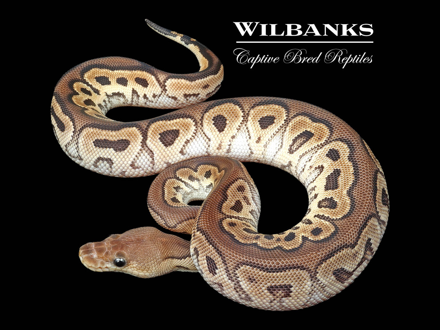 Cinnamon Clown Ball Python ♀ '24