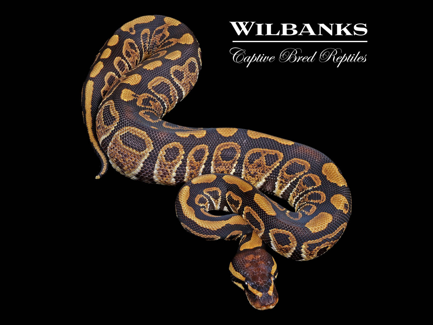 Sable 100% Het. Clown Ball Python ♂ '24