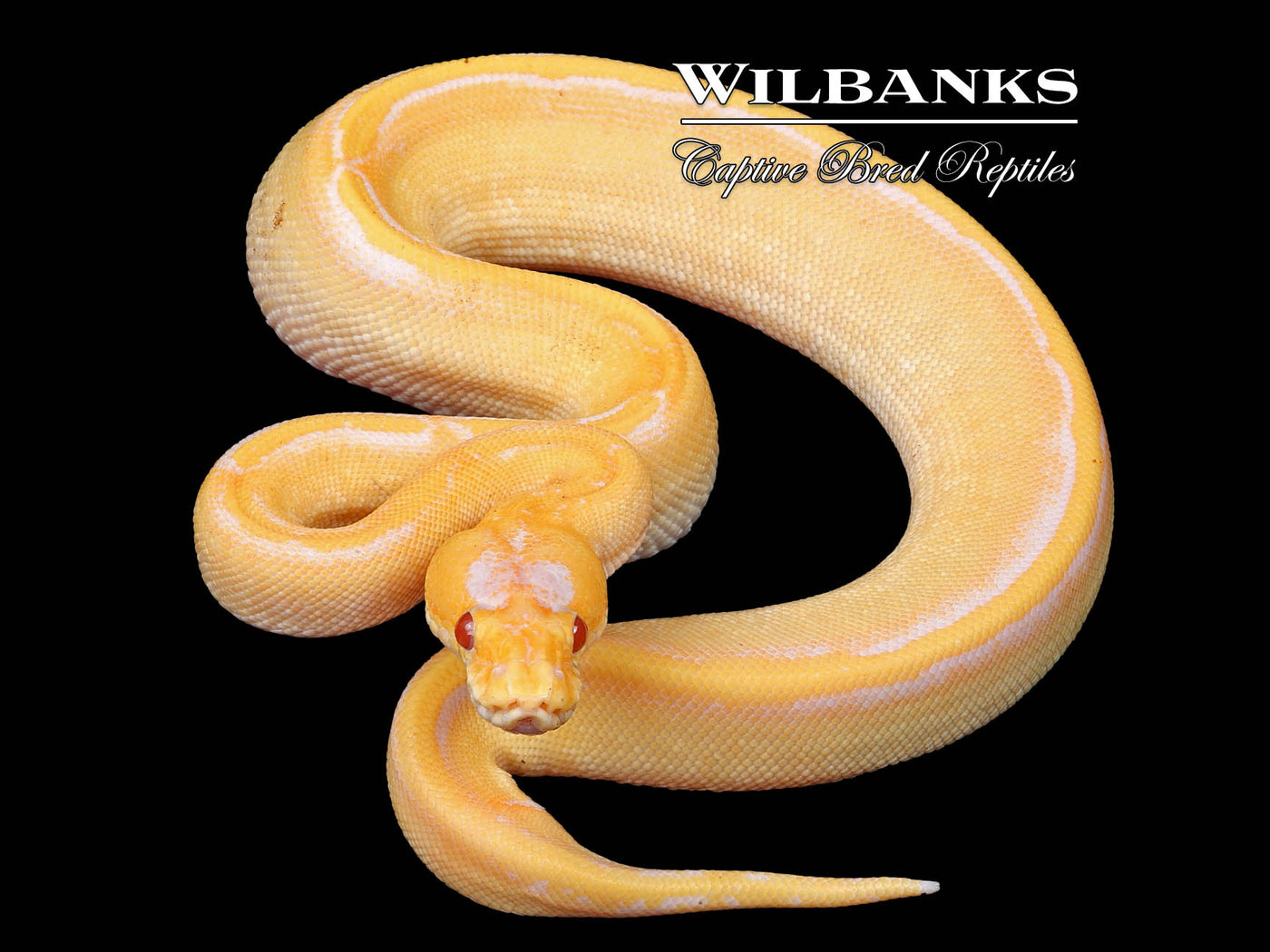 Lavender Albino Champagne Pinstripe Ball Python ♀ '24