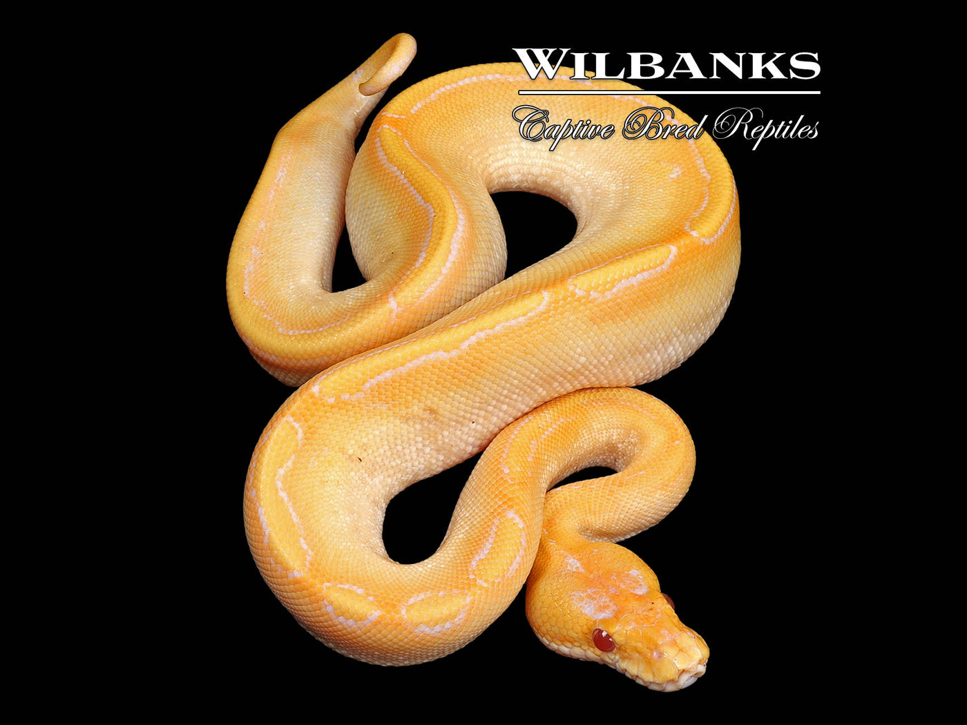 Lavender Albino Champagne Ball Python ♂ '24