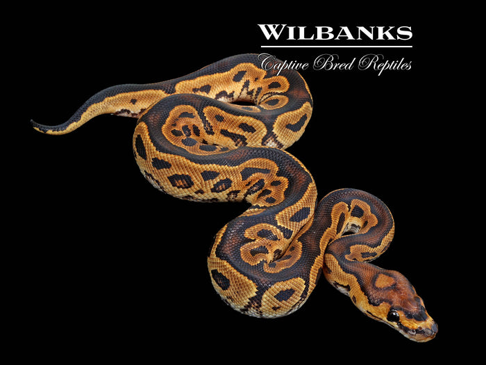 Clown Ball Python ♂ '26