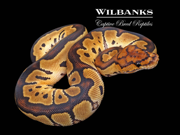 Clown Ball Python ♀ '26