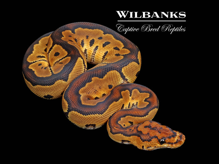 Clown Ball Python ♀ '26