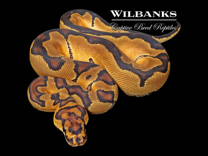 Clown Ball Python ♀ '26