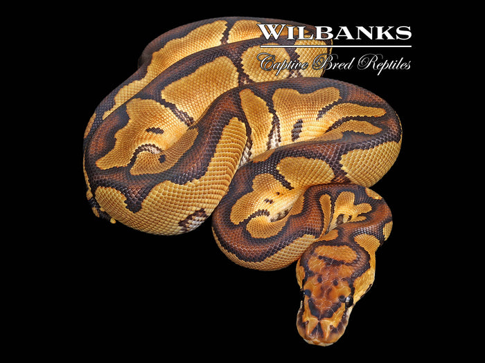 Clown Ball Python ♀ '26