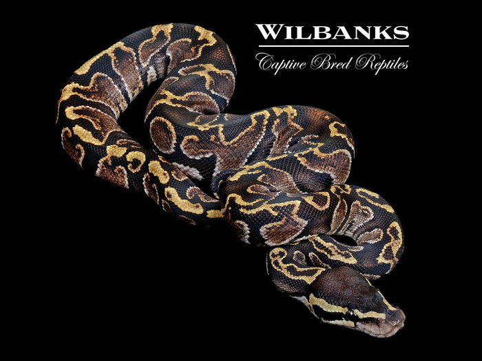 GHI Ball Python ♂ '26