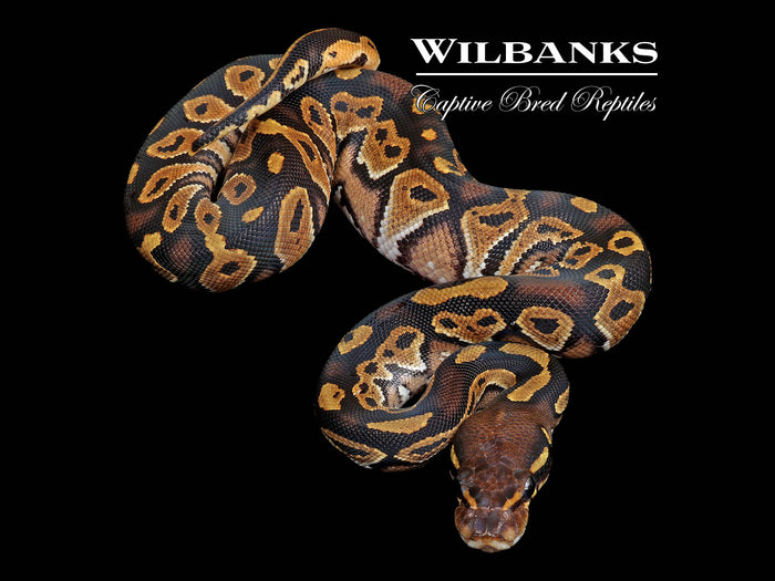 Blackhead Ball Python ♀ '26