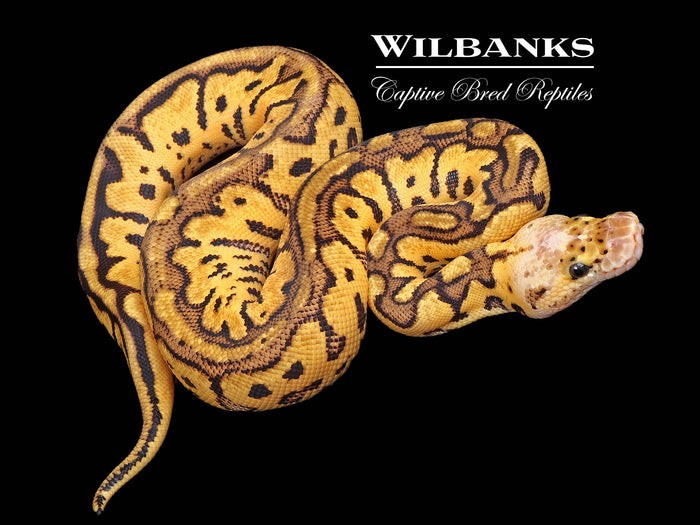 Pastel Clown Ball Python ♀ '26